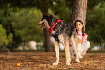 A watchful mixed breed dog stands alert in park, with its focused owner sitting peacefully in the background