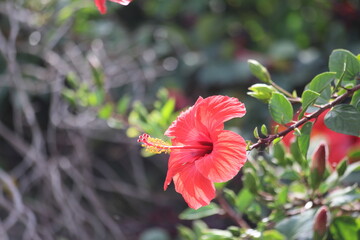 Hibiscus rosa-sinensis is a flowering plant known as Chinese hibiscus, China rose, Hawaiian hibiscus, rose mallow, shoeblack plant.