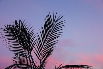 Palm tree leaves sileuta on pink sunset sky.