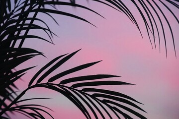 Close up palm tree leaves sileuta on pink sunset sky.