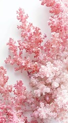 Fototapeta premium pink corals on white background.