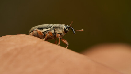A weevil walking in its habitat