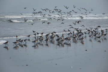 九十九里海岸の砂浜を飛び立つチドリ達