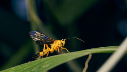 Details of a yellow wasp with blue wings perched on a grass. Joppa