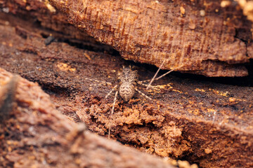 Macro of a light brown spider on a tree.
