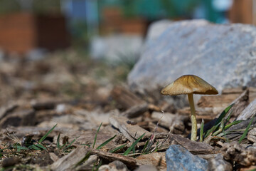 Details of a brown mushroom on a background of vegetation and stones