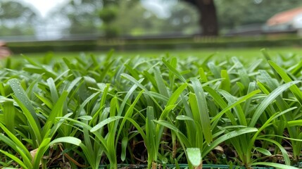 Obraz premium Close up of vibrant green bermudagrass in a lush lawn, focusing on the fresh young blades
