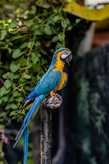 blue and yellow macaw