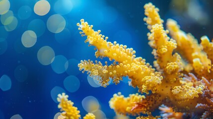 Naklejka na ściany i meble yellow corals on a blue background.