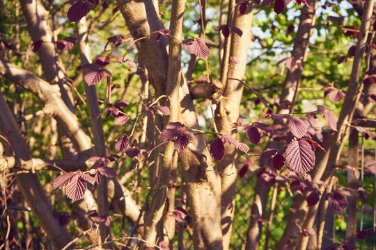 orzech laskowy purpurowy