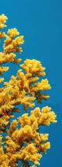 Naklejka na ściany i meble yellow corals on a blue background.