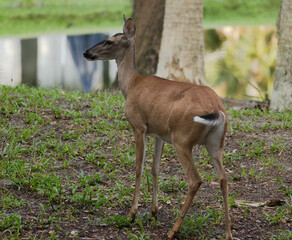 Deer in the morning shadows