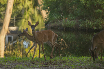 Deer in the morning shadows
