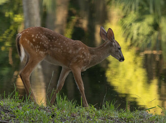 Deer in the morning shadows