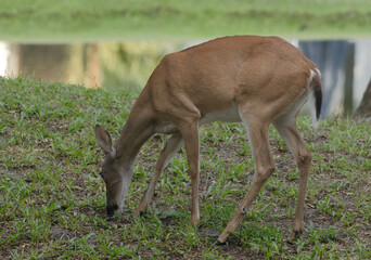 Deer in the morning shadows