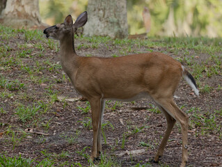 Deer in the morning shadows