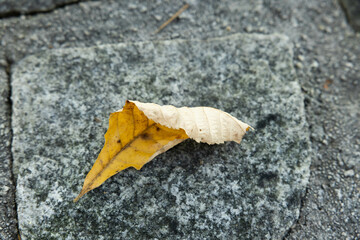 Autumn leaf fallen and dried