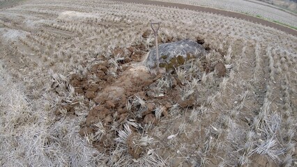 田んぼに埋まっている巨石