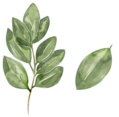 Watercolor herbs illustration. Hand painted bay leaves clipart. Graphic kitchen spices