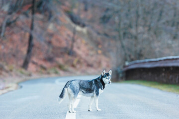 A loyal dog stands bravely in the middle of a road, showcasing loyalty and determination amidst an uncertain journey ahead