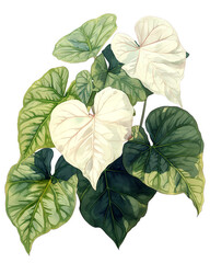 Caladium Candidum Junior, pure white leaves, stark and minimalist zen garden setting, watercolor, isolate.