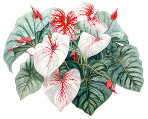 Caladium Thai Beauty, exotic patterns, in a tranquil Thai spa garden, watercolor, isolate.