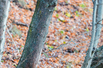 A colorful bird perches gracefully on a twisted tree branch in a lush, green forest setting
