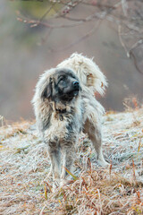 A shaggy dog stands proudly atop a dry grass covered field, its fur flowing in the wind as it gazes...