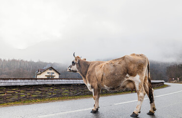 A majestic cow stands elegantly on the side of a rural road, proudly observing its surroundings...