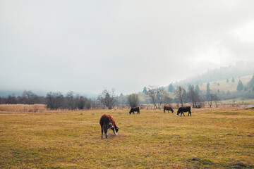 A harmonious scene of a herd of cattle gracefully grazing on a vibrant green field under the clear...