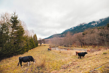 A serene scene unfolds as a herd of cattle peacefully graze on a vibrant green hillside under the clear blue sky