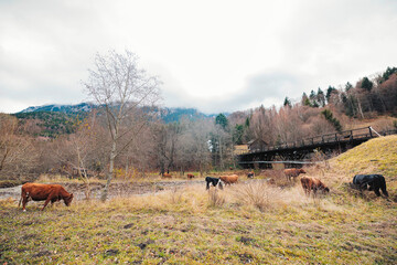 A picturesque scene of a herd of cattle peacefully grazing on a vibrant green hillside, under a...