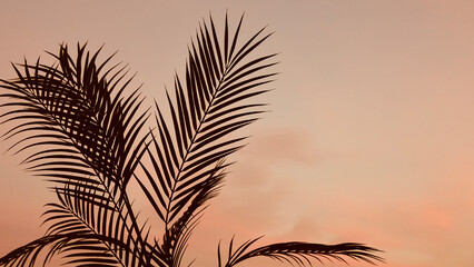 Close up silhouette palm tree leaves on pink sunset sky with space for text.