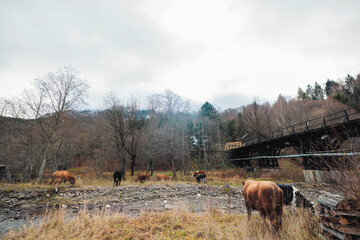 A group of cattle gracefully stand on top of a lush green field, their bodies blending harmoniously...