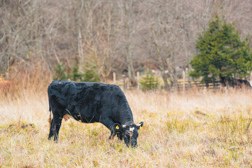 A majestic black cow peacefully grazing in a lush field with tall trees towering in the background
