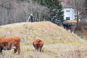 Two majestic brown cows standing on top of a lush green field, peacefully grazing and enjoying the...