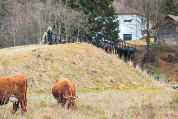 Two majestic brown cows peacefully graze in a lush field beside a charming country house on a...