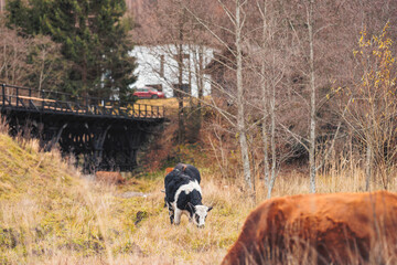 A relaxed cow peacefully grazes in a lush green field next to a rustic bridge