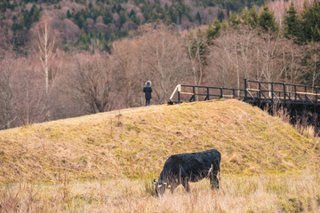 A majestic black cow peacefully grazes in a green field beside a rustic bridge, under the moonlit sky