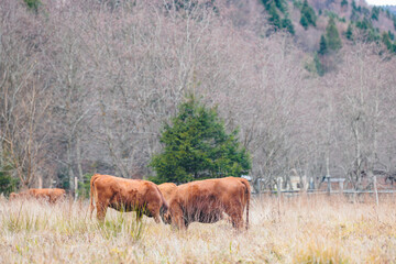 A magnificent herd of cattle standing gracefully on a lush, green grass covered field under the...