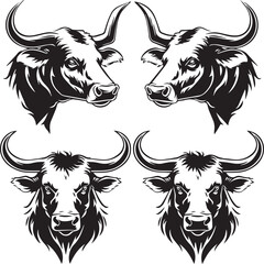 black and white bull