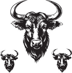 black and white bull