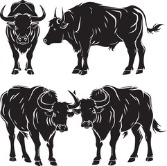 black and white bull
