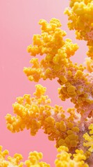 yellow corals on a pink background. - obrazy, fototapety, plakaty
