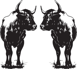 black and white bull