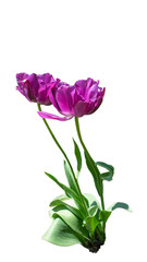 Tulpen - Transparent