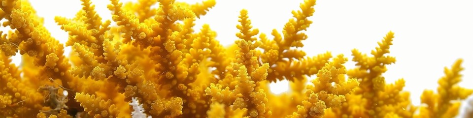 Naklejka na ściany i meble yellow corals on a white background.