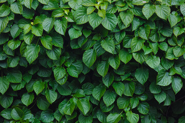 Selective focus of green leaves in the garden, Hydrangea macrophylla is a species of flowering...
