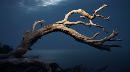  A stark tree with bare branches reaching out above the ocean.