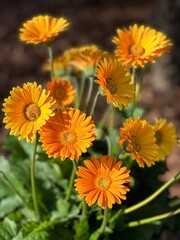 Golden Gerbera jamesonii flowers 